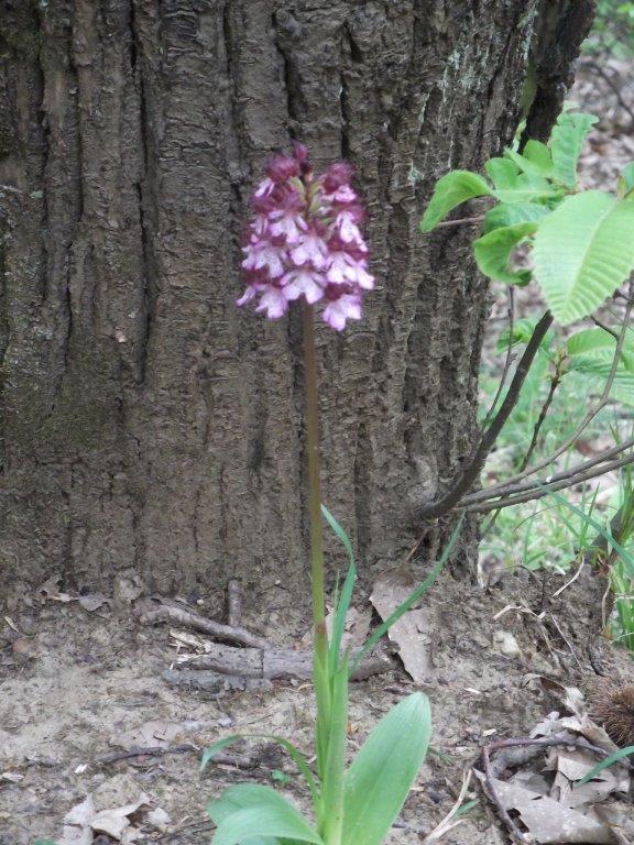 Orchidee lungo il sentiero