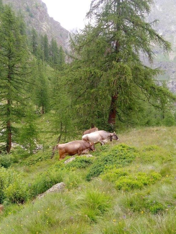 10 - Pascolo all'Alpe