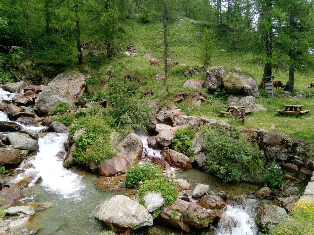 8 - Mucche al pascolo