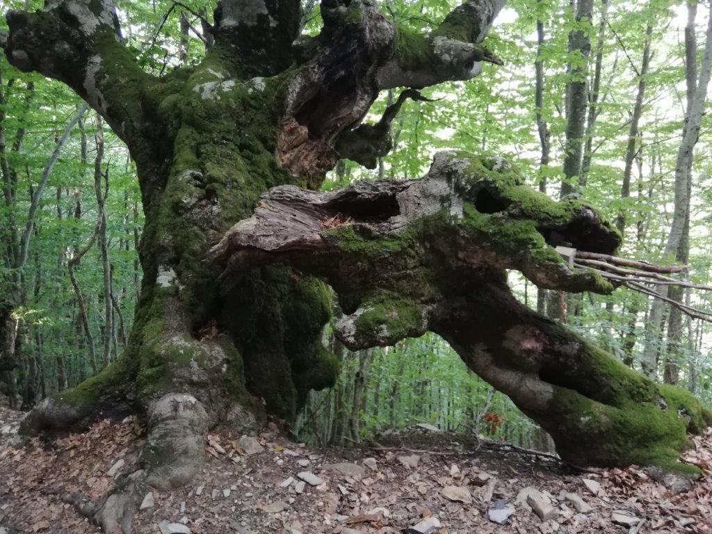 10 - Le forme della natura