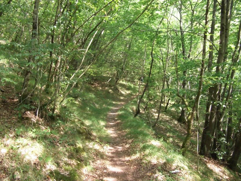 14 - Nel bosco