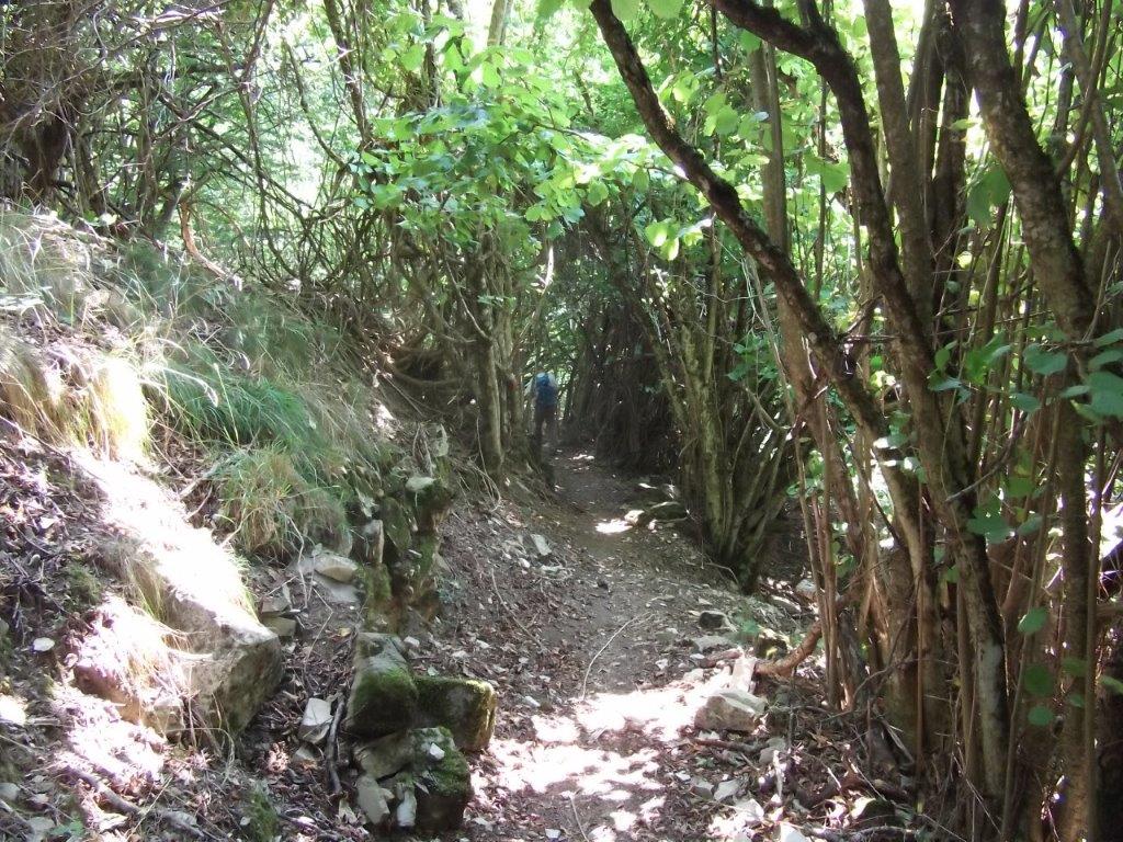 15 - Nel bosco