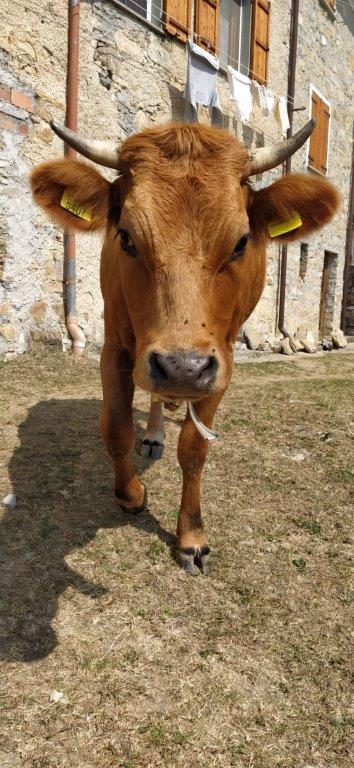 17 - Incontro ravvicinato di...un certo tipo a Suzzi