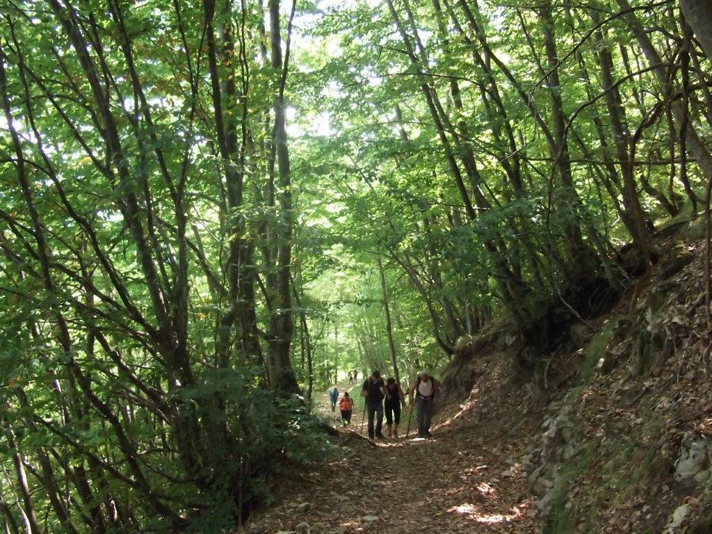 8 - Nel bosco