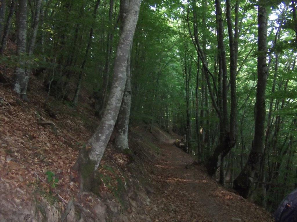 9 - Nel bosco