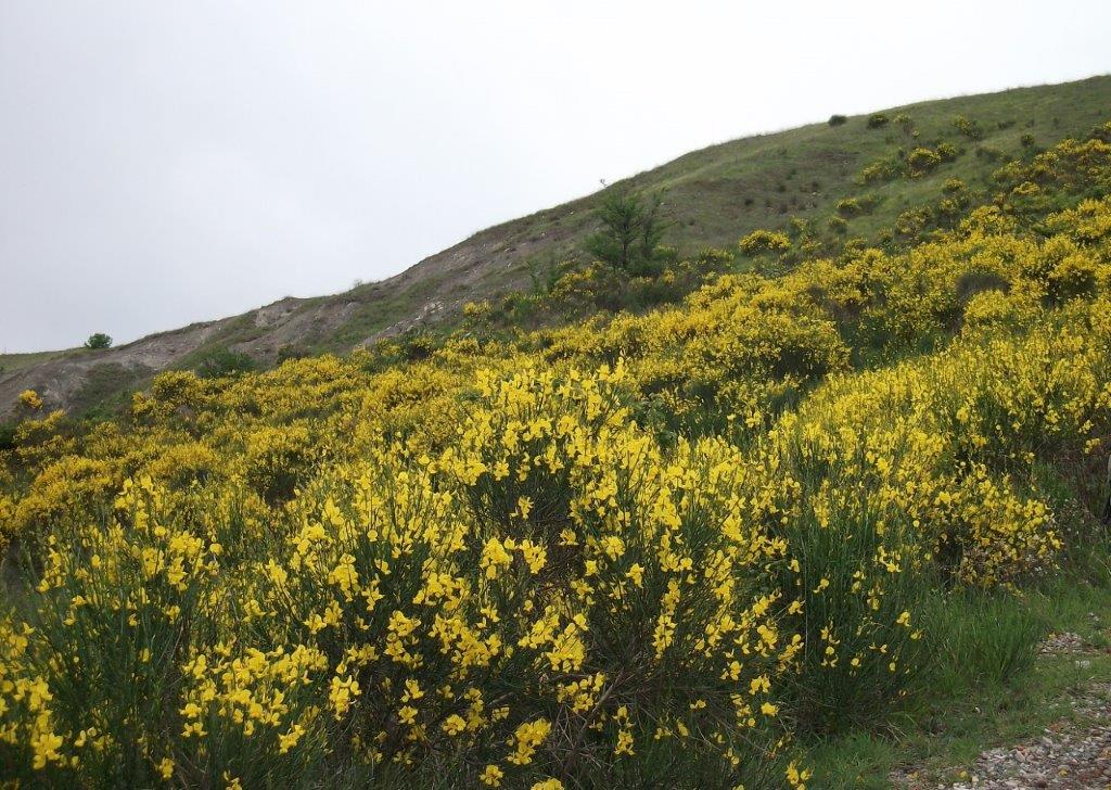 Borgoratto - Fioritura della ginestra