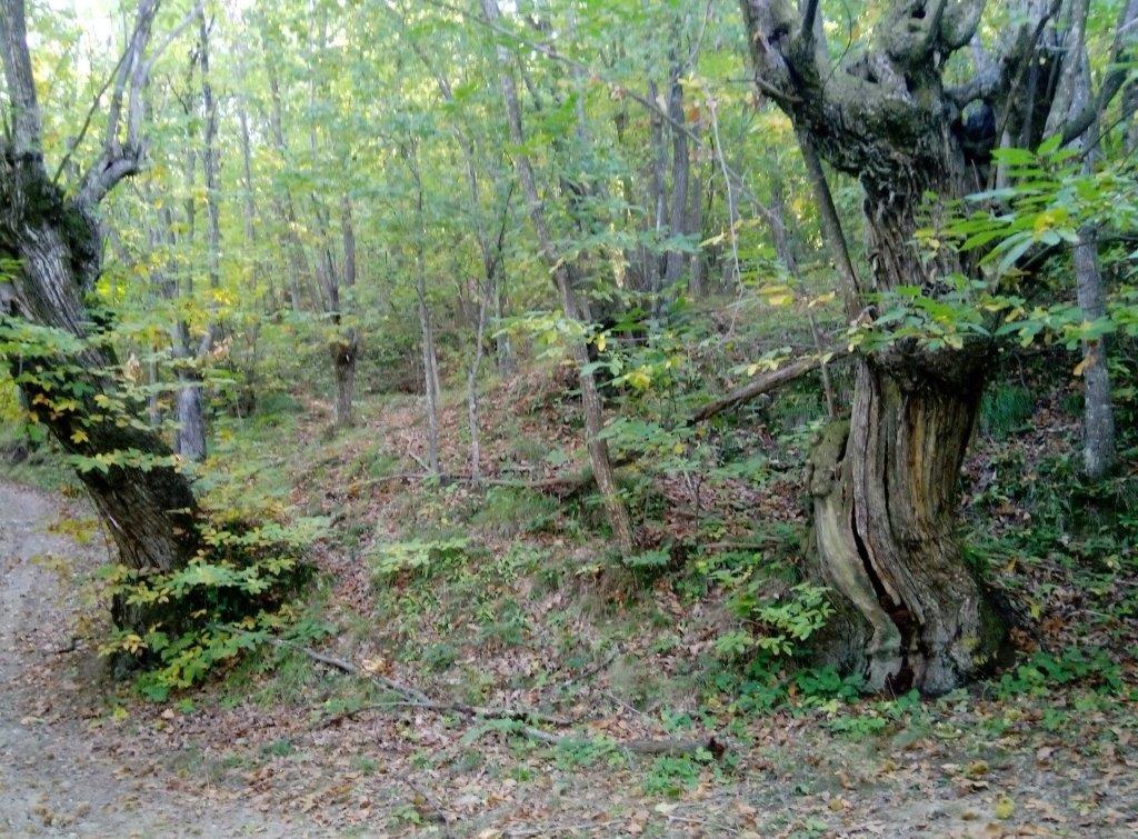 Castagni secolari