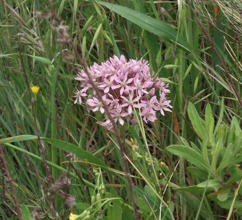 Costa Pelata - Allium nigrum