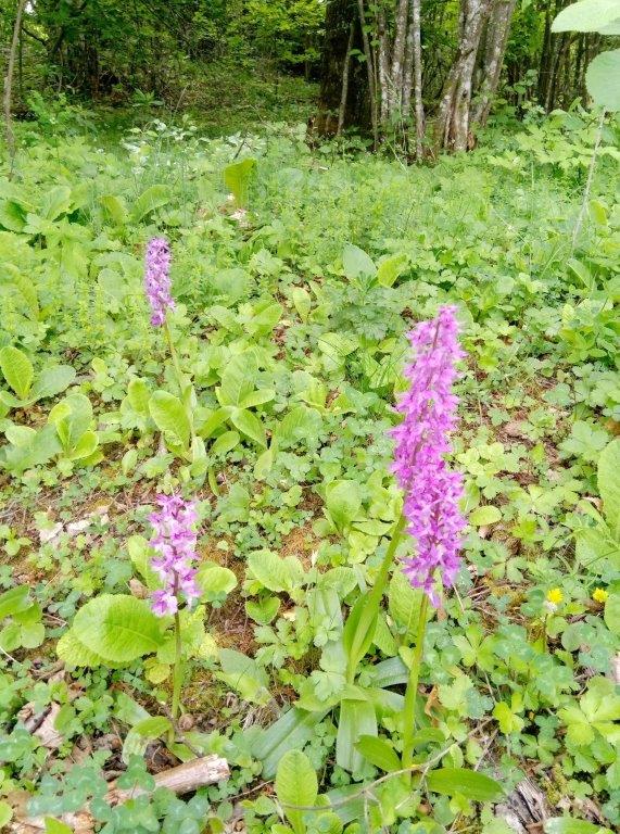 Costa Pelata - Orchis mascula