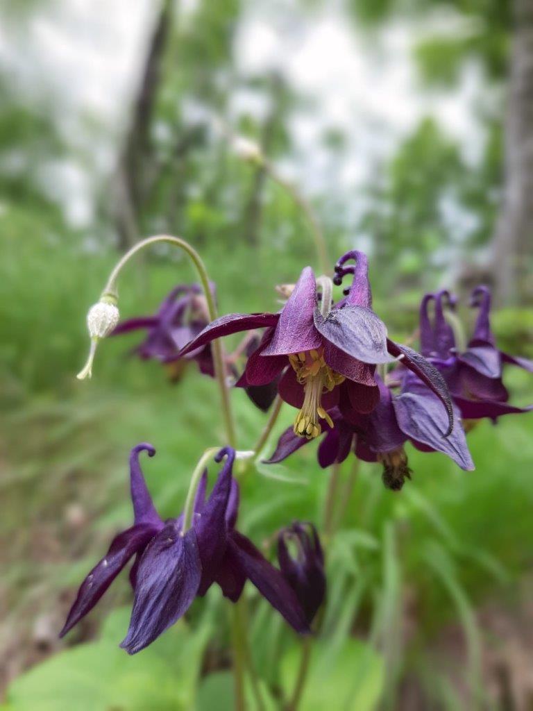IMG-005 Aquilegia o amor nascosto