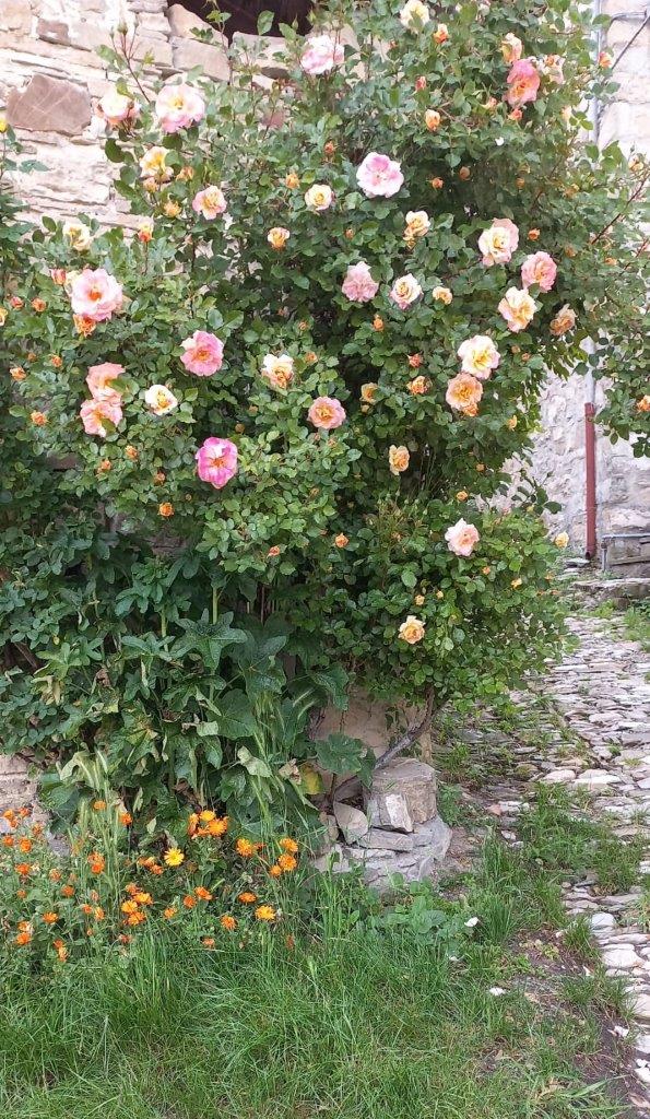 IMG-007 Roseto