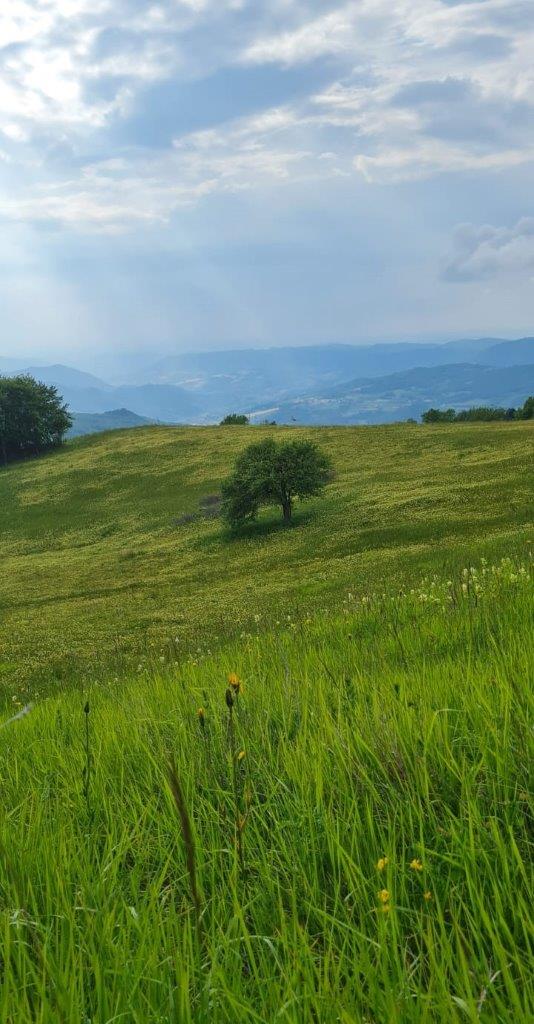 IMG-010 Prato fiorito