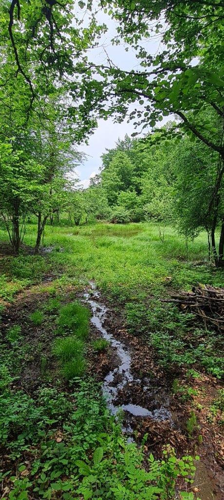 IMG-014 Risorgiva