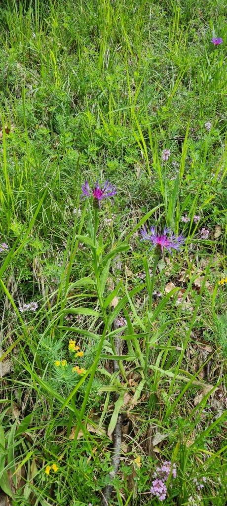 IMG-015 Centaurea montana