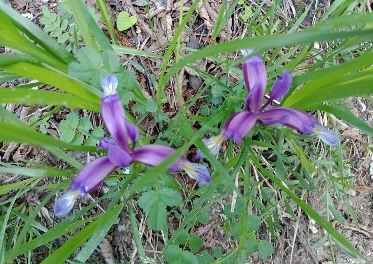 IMG-019 Iris Graminea