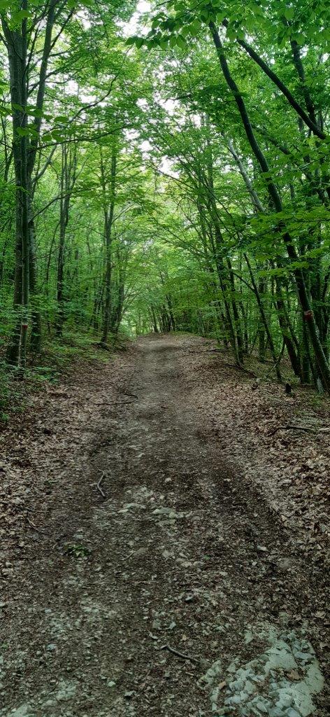 IMG-021 Faggi