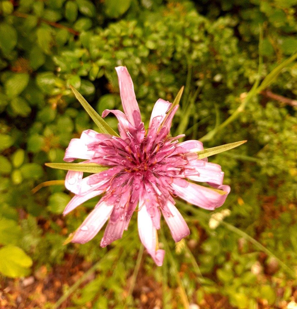 IMG-024 Tragopogon Porrifolius
