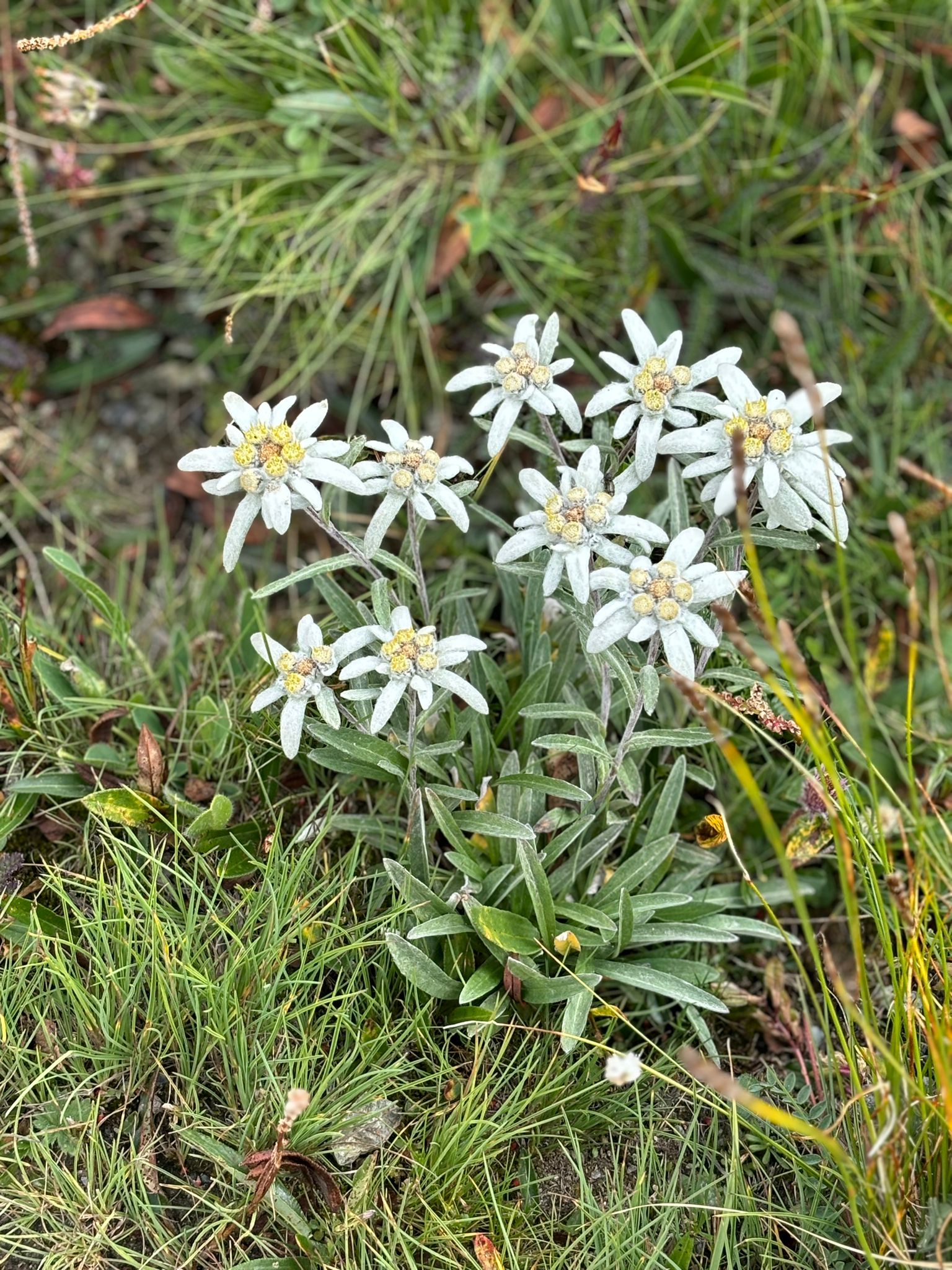15